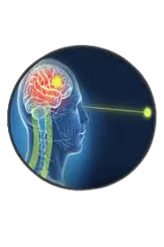 Brains Removebg Preview Brains Removebg Preview